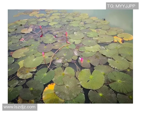 飞盘追梦：张丽的竞技人生与心灵探索之旅